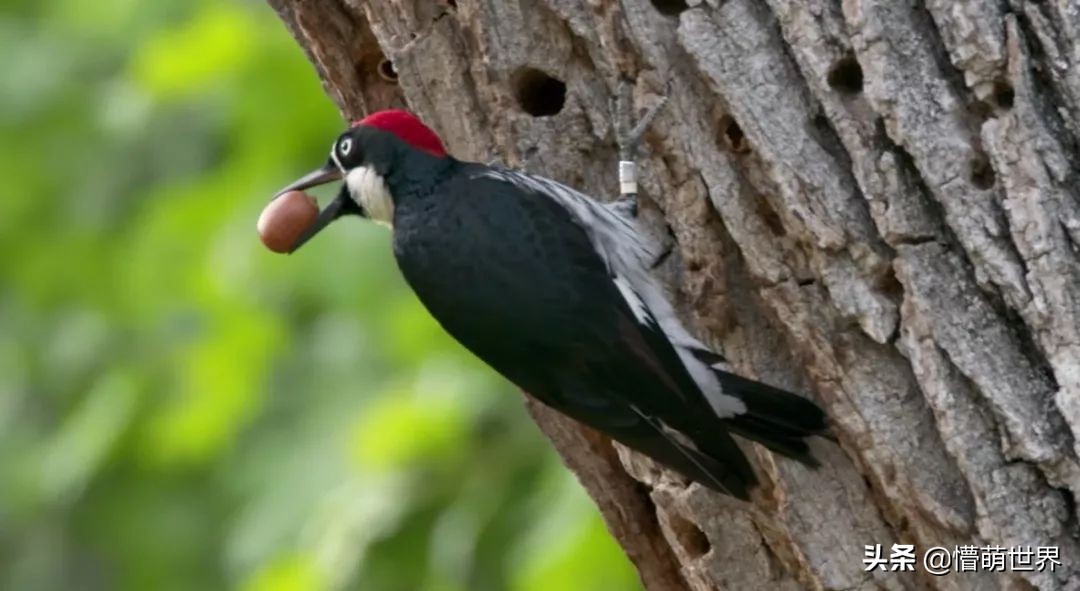啄木鸟是怎么知道树里有害虫,啄木鸟为什么会在树上啄虫子