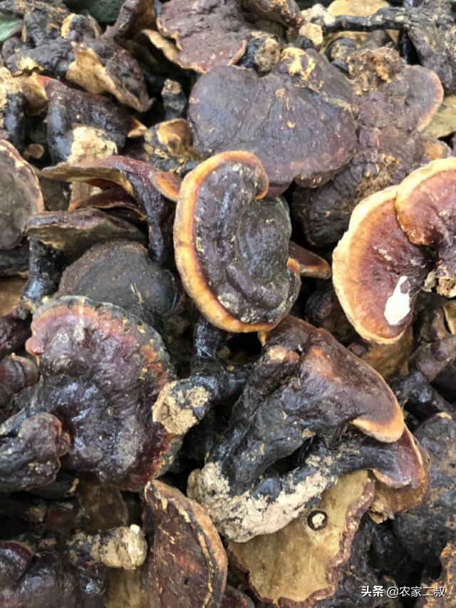 野生赤灵芝直播间,野生赤灵芝怎么吃