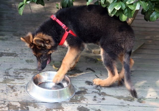 德国牧羊犬优点,德国牧羊犬的优缺点