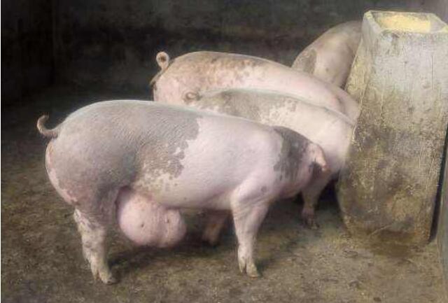 猪有脐疝气能影响正常进食吗,猪阴疝什么原因发病