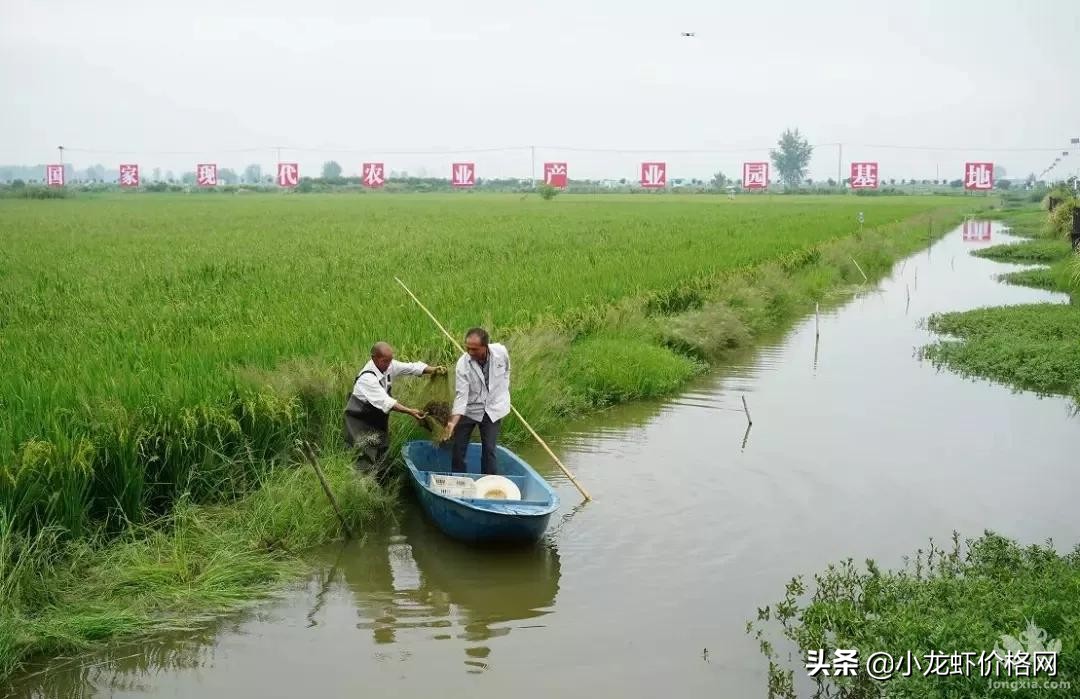 淡水龙虾虾苗养殖技术,淡水龙虾养殖技术手册