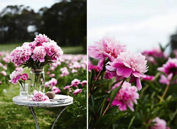 花园设计前沿趋势|14种澳洲庭院花园类型（上篇），全面细致