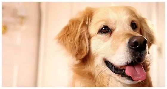 高智商的金毛,一只金毛的进化史