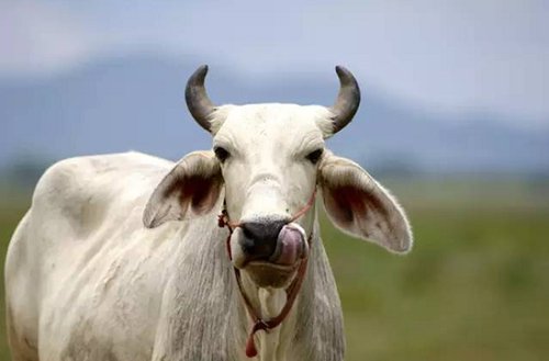 农村创业点子相关推荐,农村创业点子农村最缺什么生意