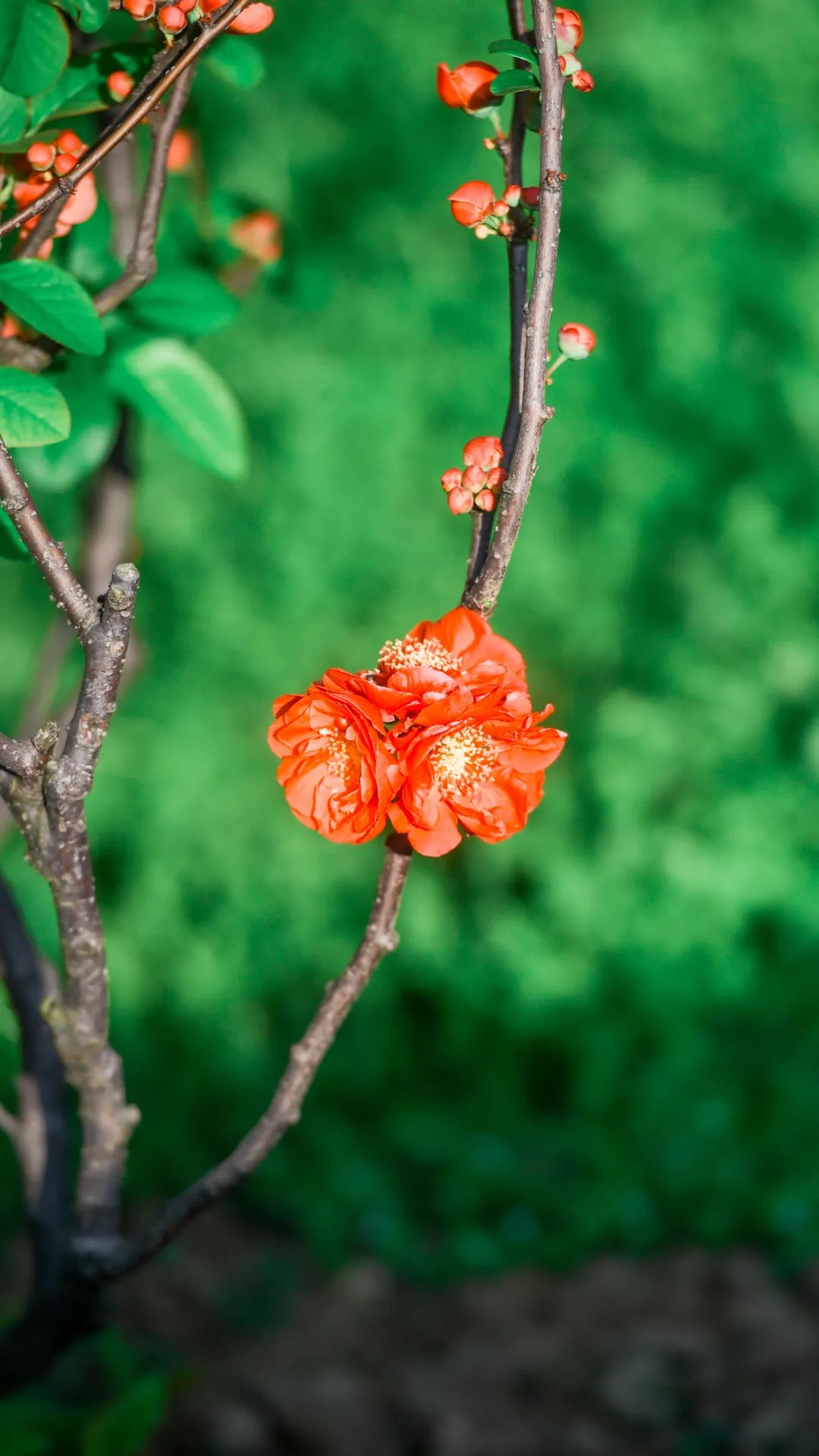 黄鹤楼细支神秘花园,黄鹤楼神秘花园