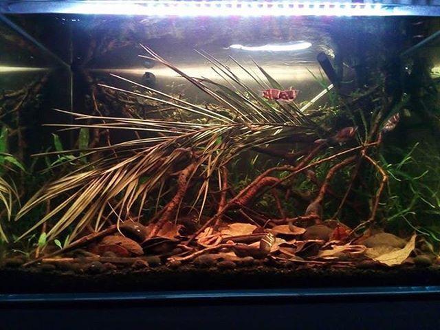 什么叫做生态鱼,生态鱼缸水是什么水