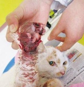 猫咪爪子被烫了怎么办,猫咪爪子被割伤怎么处理