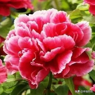 6月到了，送你6花6蝶6鸟6景6曲6诗，这月顺顺利利。