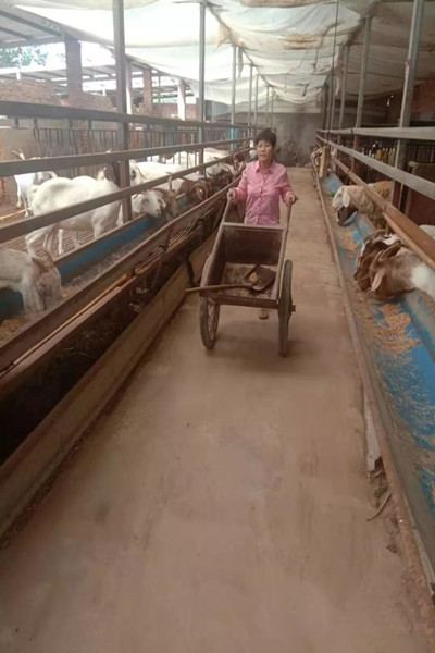 萧县乡村妇女孙玉香养羊脱贫