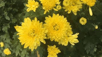 都闪开！这才是最牛逼的菊花宝典