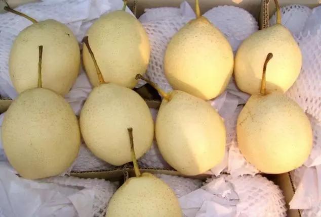 皇冠梨的成熟期,皇冠梨二月份价格行情