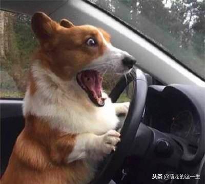 家里狗叫吵到邻居怎么办,狗子乱叫太吵怎么办