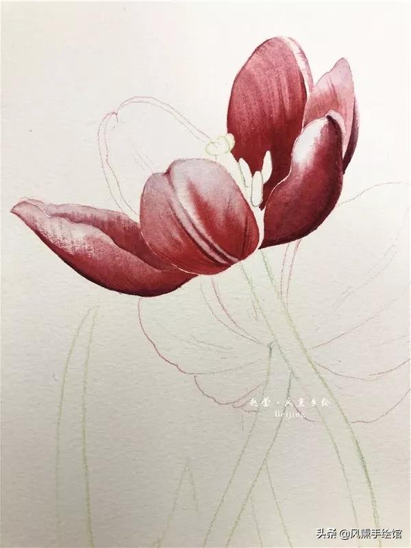 怎么用水彩笔画郁金香教程,粉色水彩郁金香怎么画图片