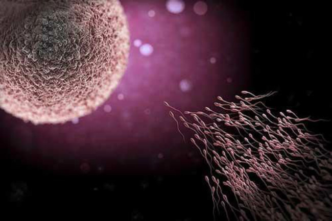 排卵期时间表备孕必看,备孕预测排卵多久测一次