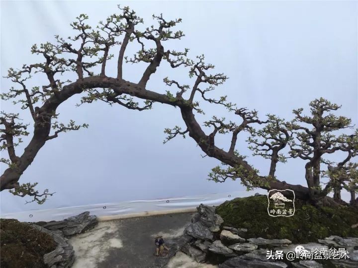 榆树盆景何时修剪最好,盆景怎样修剪最好看