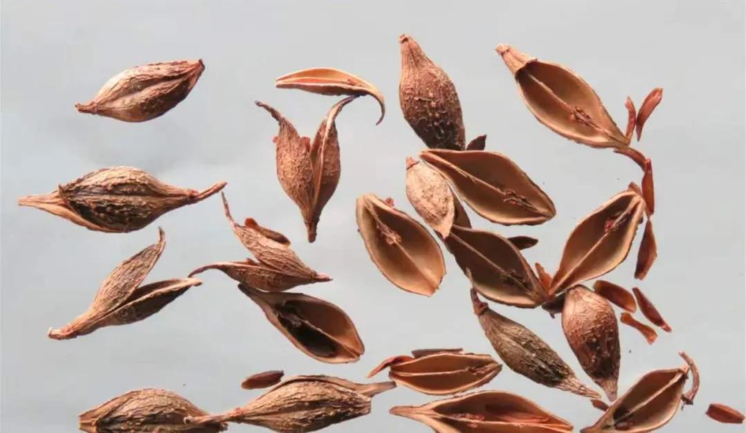 中药连翘治病配方,连翘古今论述