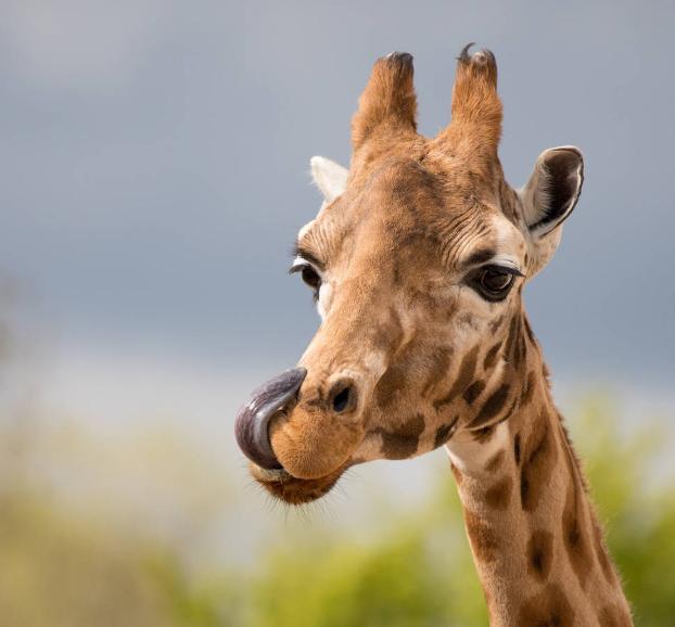 长颈鹿是怎么进化成长脖子的,长颈鹿为什么有长长的脖子呢