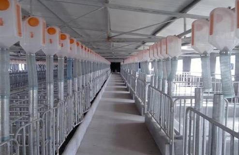 防控非洲猪瘟恢复生猪生产九项关键技术