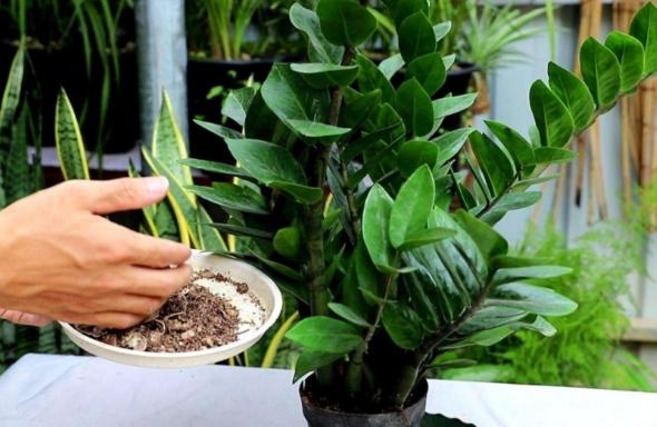 养金钱树做好5点，植株不停窜新芽，金钱叶一串串，油绿又繁茂