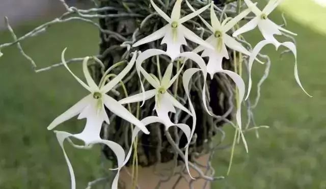 世界十大漂亮名贵花卉,植物研究世界名贵花卉