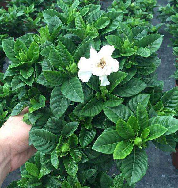 新买的栀子花，老是黄叶子，这是商家的猫腻，教你一招，起死回生