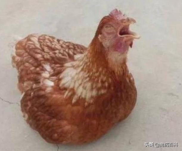 鸡群呼吸道综合症治疗方案大全，收藏自己当兽医，再也不怕养鸡了