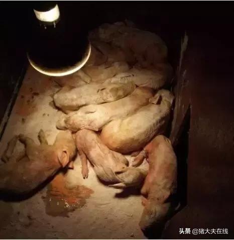 猪场流行性腹泻怎样处理,养猪场仔猪15天拉稀腹泻该怎么办