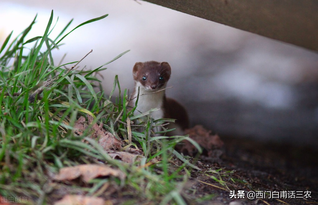 黄鼠狼给鸡拜年最后成功了吗,黄鼠狼给鸡拜年它吃鸡吗