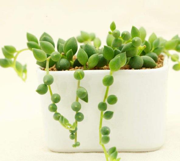 佛珠吊兰腐烂怎么补救,佛珠吊兰为什么会发黄