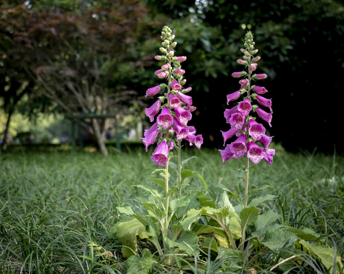 100种常见园林图鉴,列举20类不同的园林花卉