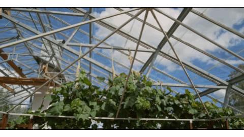 耗费十余年打造透明“自然屋”，瑞典爸爸终与自闭症儿子和解