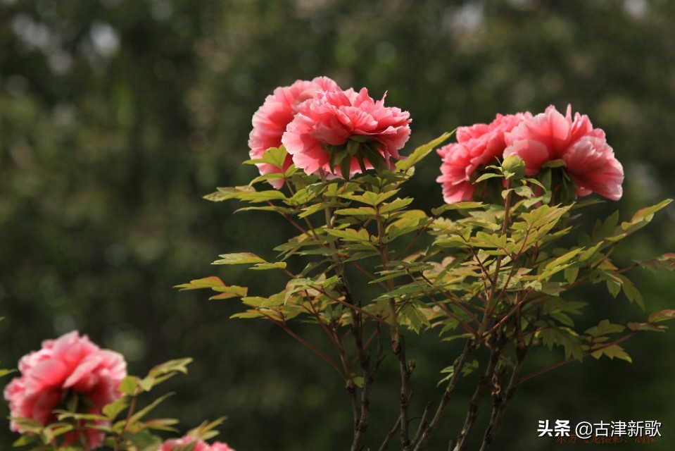 最美牡丹诗词20首,研究牡丹花