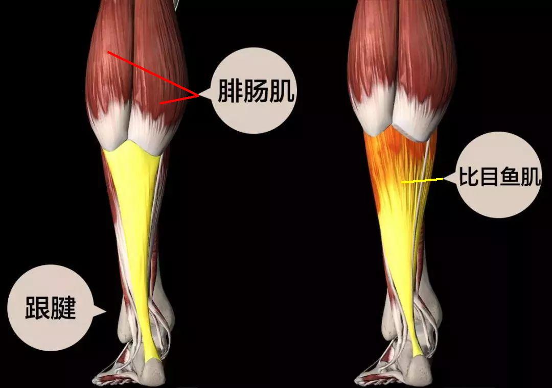 跑步小腿发硬是什么原因,跑步以后小腿肚子越来越大