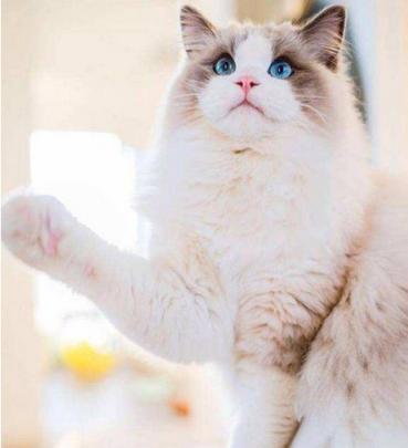 猫中的小仙女有哪些,猫中小仙女是什么