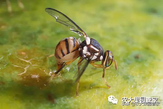 果实蝇危害山楂树吗,防治果实蝇最好方法