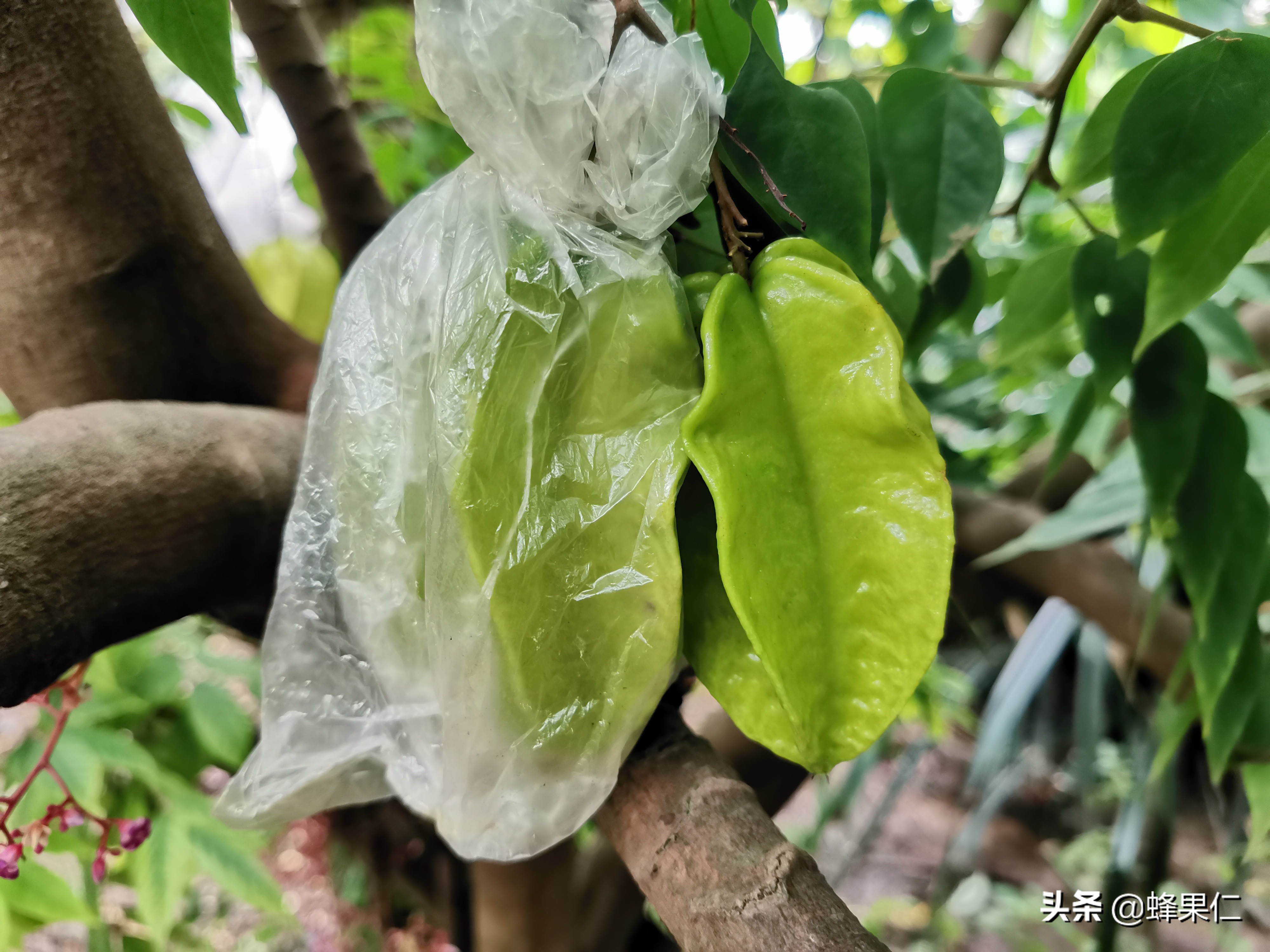 种植杨桃如何才能果子甜,如何种杨桃盆栽