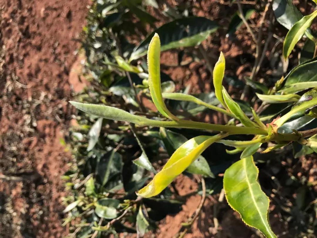 景谷烘青老茶,景谷有机白茶