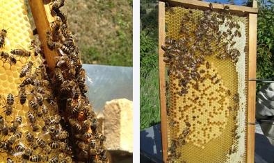 蜜蜂越养越少是怎么回事,蜜蜂到冬季越养越少怎么回事