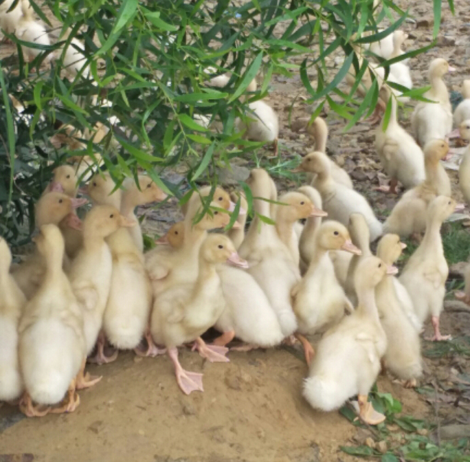 肉鸭大舌病症状,肉鸭大舌病是什么原因引起的