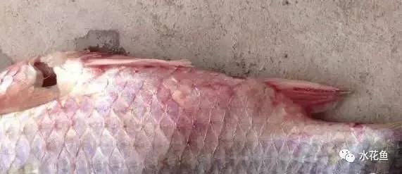 鲫鱼出血型暴发性鱼病,鲫鱼暴发性出血病的治疗