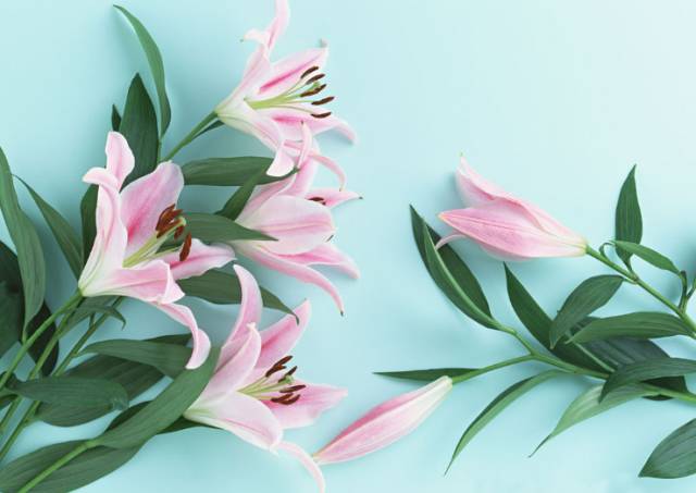 开玩笑送什么花合适呢,各种场合应该送什么花