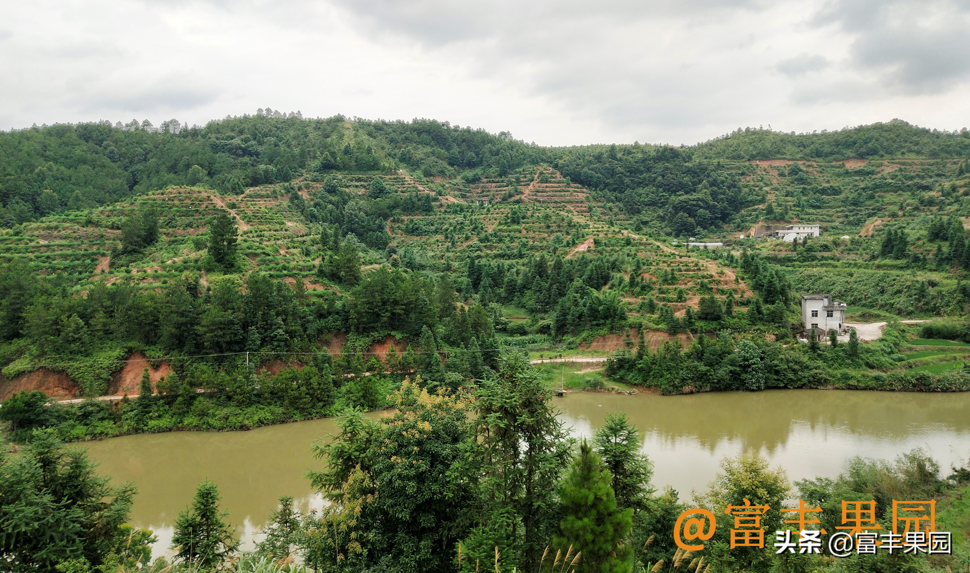 今年的赣南脐橙挂果量怎么样,赣南脐橙种植面积和产量数据
