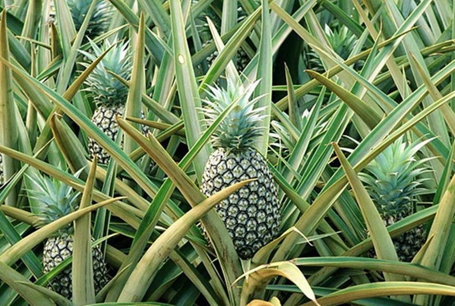 百种味道的果子,百种果实图片