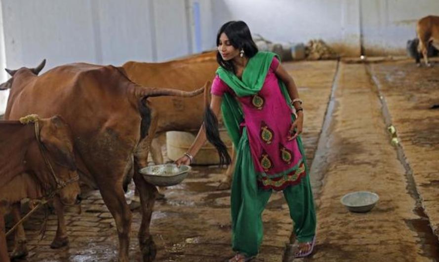 牛尿治新冠病毒,印度牛尿治新冠现场