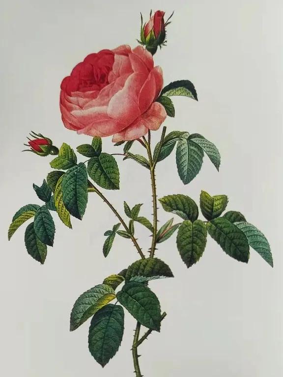 四朵粉红色的玫瑰花的花语,香槟色玫瑰花的花语和寓意