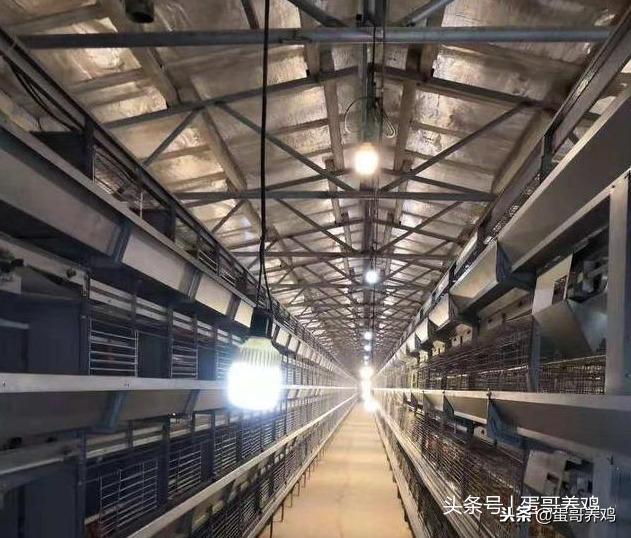 鸡得了滑液囊还能继续养吗,学会这一招养鸡再也不怕滑液