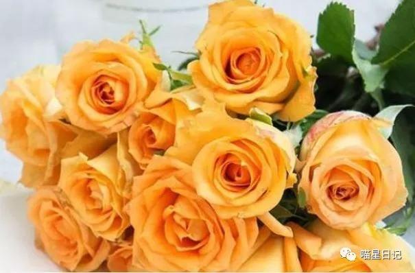 假日玫瑰花品种,珍稀名贵玫瑰花苗