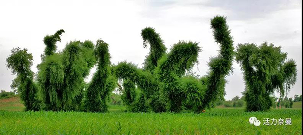 45万奈曼人的名片，太漂亮了！除了中华麦饭石你还知多少？