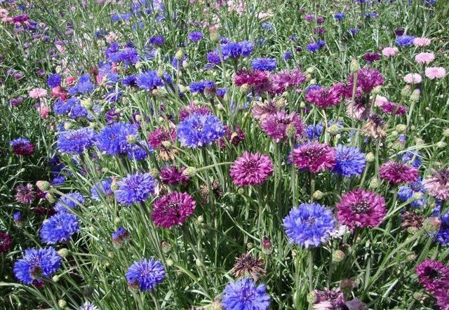 蓝色矢车菊怎么催芽,蓝色矢车菊