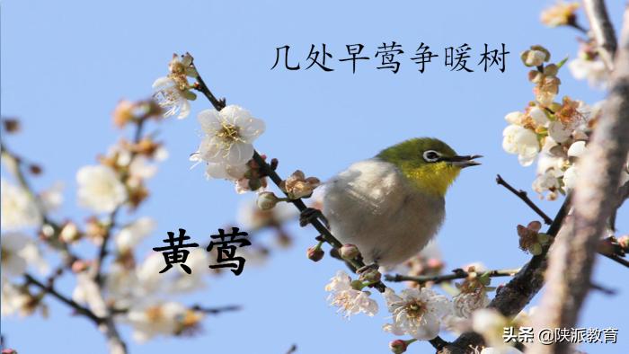 西安华远海蓝城小学教师李艳：《花开时节，花飞起飞花令》实践活动课教学设计